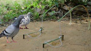 Creative Unique Bird Trap Using Bamboo | Fantastic Easy Bird Trap