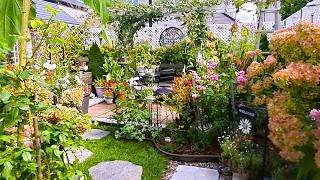 TINY BACKYARD GARDEN AUTUMN BLOOMS | PLANTS FLOWERS GARDEN TOUR #new #garden #flowers #plants #rose