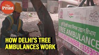 On-spot 'surgery', helping greens survive pests, heat: How Delhi civic body's tree ambulances work