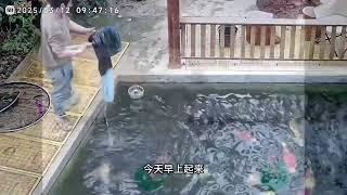 蛋蛋的锦鲤日志：合鱼啦！ #锦鲤 #养鱼日志 #放鱼