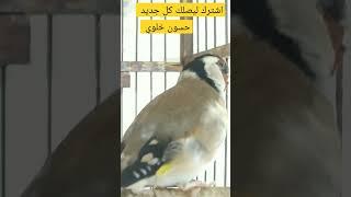 goldfinch singing 2022