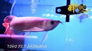 New arrival Indonesia Toho Red Arowana