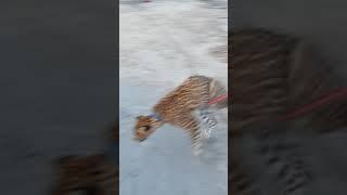 Unexpected Leopard attack the Dog