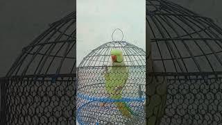 a Mummy mitthu ko roti do clear #voice #parrots