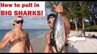 How to catch SHARKS at the beach! (Anna Maria Island Florida)