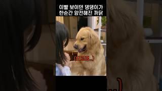 "좋게 말할때 그만해라?.." 발 닦기 싫어서 으르렁대던 댕댕이의 최후