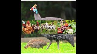 Small Farm basics eg security, tools, machinery, transportation, water management, and maintenance