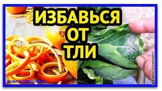 Как избавиться от тли  Чем обработать от тли  Средство от тли