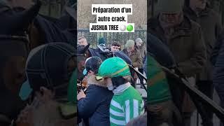 ️🟢 Jushua Tree, la préparation d'un Champion 🟢️#equidia #paristurf #pmu #genybet #Zeturf