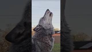 #wolf voice beautiful place mountain #feed #subscribe #short #reel #feed #wolf