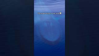 Blue Whales are absolutely incredible! #whale #viralshorts #wildlife