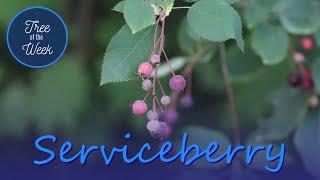 Tree of the Week: Serviceberry