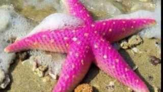 Морские звезды