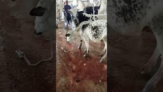 Afraid Cow's at slaughter house #shorts #animals