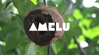 Lemur Band - Lulu Amelu