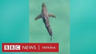 Відео акул з дрона. Хижаки поряд, але люди їх не бачать
