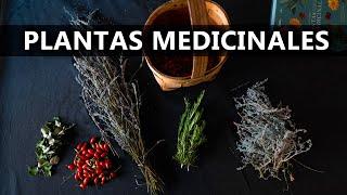 7 PLANTAS MEDICINALES POTENTES QUE DEBES CONOCER