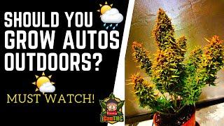 GROWING AUTOFLOWERS OUTDOORS | Autoflowering Cannabis affected by lack of sunlight!