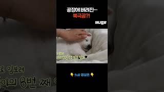 공장에 버려진 북극곰! #애니멀봐 #shorts