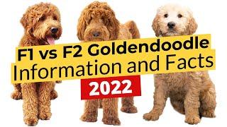 F1 vs F2 Goldendoodle Information and Facts!  2022 