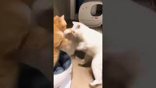 Beautiful Pair Cats Fight#cute#lovely#shorts#virlvideo#beautiful#cats