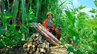 Full Video: Harvesting  Sugarcane Goes to Market Sell - Harvest, Farm, Cooking | Tieu Lien