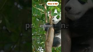 Panda Cubs: Rolling Giggles! #facts #cute #animals #wildlife #nature #love #shorts #play #fun #wow