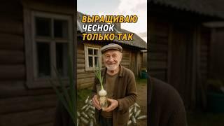 Уникальный метод выращивания чеснока #огород #дача #чеснок