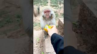 the monkey is so cute #funny #cute #comedy #woodscraft