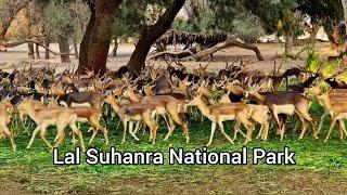 Lal Suhanra National Park Bahawalpur | 4K Driving Tour | Pakistan 