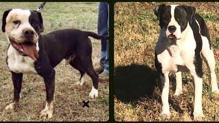 Grandfather to Granddaughter American Bulldog breeding. Pups 3x Neyland