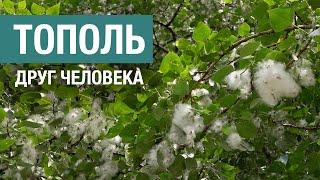 Тополь в городе: почему плюсов больше, чем минусов