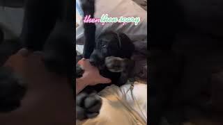 The truth about getting a GSP Puppy