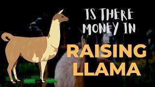 Is There Money In Raising Llamas
