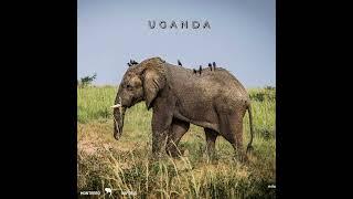 Uganda safaris #shorts #wildlife #travel #africa #safaris