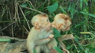 Oh my good Hungry Tony and Ton pick up grass leaves to eat pitifully