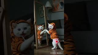 Tiger Trap & Tearful Goodbye – A Father’s Sacrifice to Save His Kitten #cat #tiger #rescue