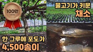 [기술자들 1부] 한 그루 4,500송이! 친환경 포도 / YTN 사이언스