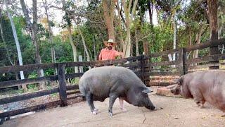 COLOCANDO COMIDA  PARA OS ANIMAIS NA ROÇA, GALINHA, VACA, CAVALO E PORCO! EDMILSON ADORNO