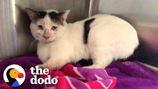 Aggressive, Feral Cat Loves To Cuddle Now | The Dodo Cat Crazy