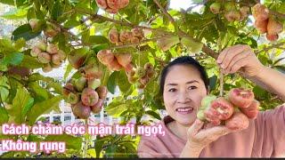 Thu hoạch mận , táo . Chia sẻ kinh nghiệm cách bón phân cho cây mận để trái ngọt, hạn chế rụng trái