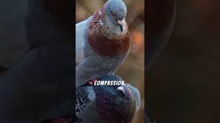 Justice for Stuck Pigeons in Hong Kong! #wildlife #nature