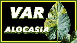 The Variegated ALOCASIA Guide