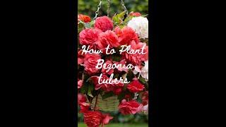 How to Plant Begonia Tubers | Get Ready For Summer! ️