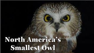 North America's Smallest Owl