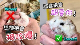 你抱錯倉鼠了嗎？3個步驟讓不給抱的倉鼠愛上你！Are You Holding Your Hamster In Wrong Ways?