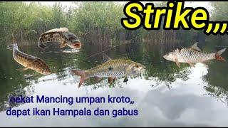 Nekat Mancing umpan kroto - danau Sentarum Kalbar