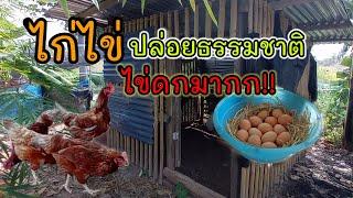 เลี้ยงไก่ไข่ปล่อยธรรมชาติ ประหยัดอาหารมาก 4ตัวกินไข่ไม่ทัน #ไก่อินทรีย์ #ไก่ไข่อารมณ์ดี