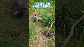 대왕철쭉 마지막 작업합니다 #대왕철쭉 #나무 #garden #나무심기 #수국 #gardening