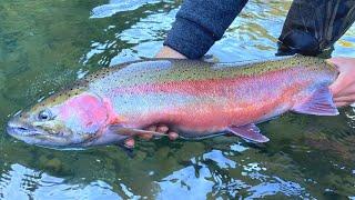 STEELHEAD CATCH N' COOK!